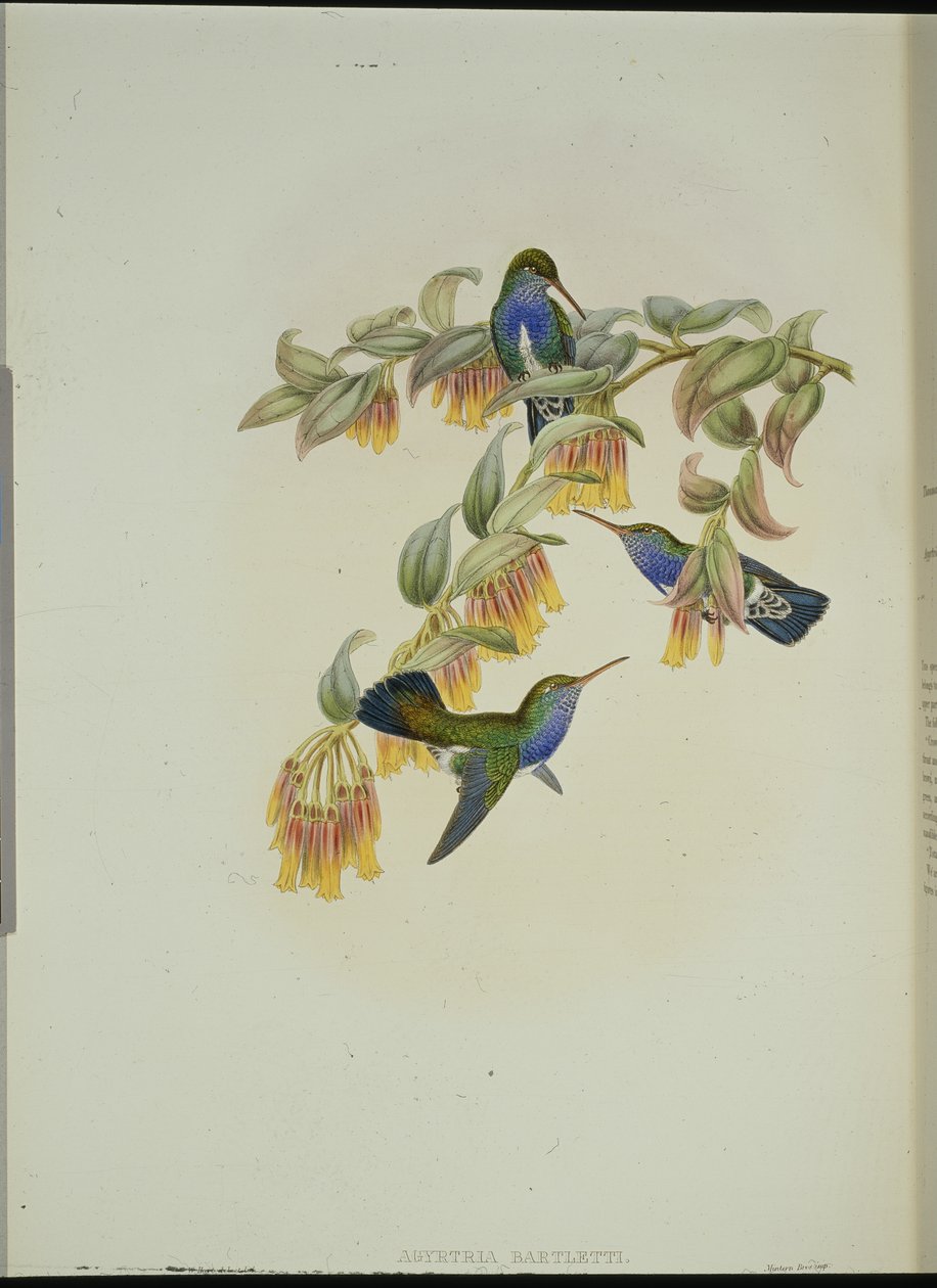 Bartlettův smaragdový kolibřík (Anartria Bartletts) (ručně barvené lito) od John (after) Gould