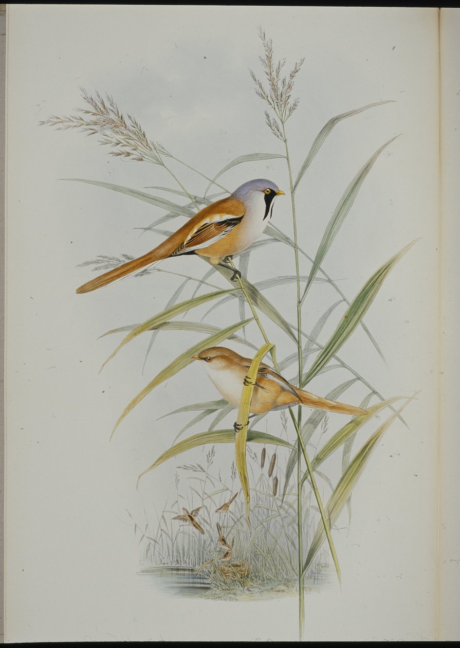 Sýkora vousatá (Calamophilus Biarmicus) (ručně barvené lito) od John (after) Gould