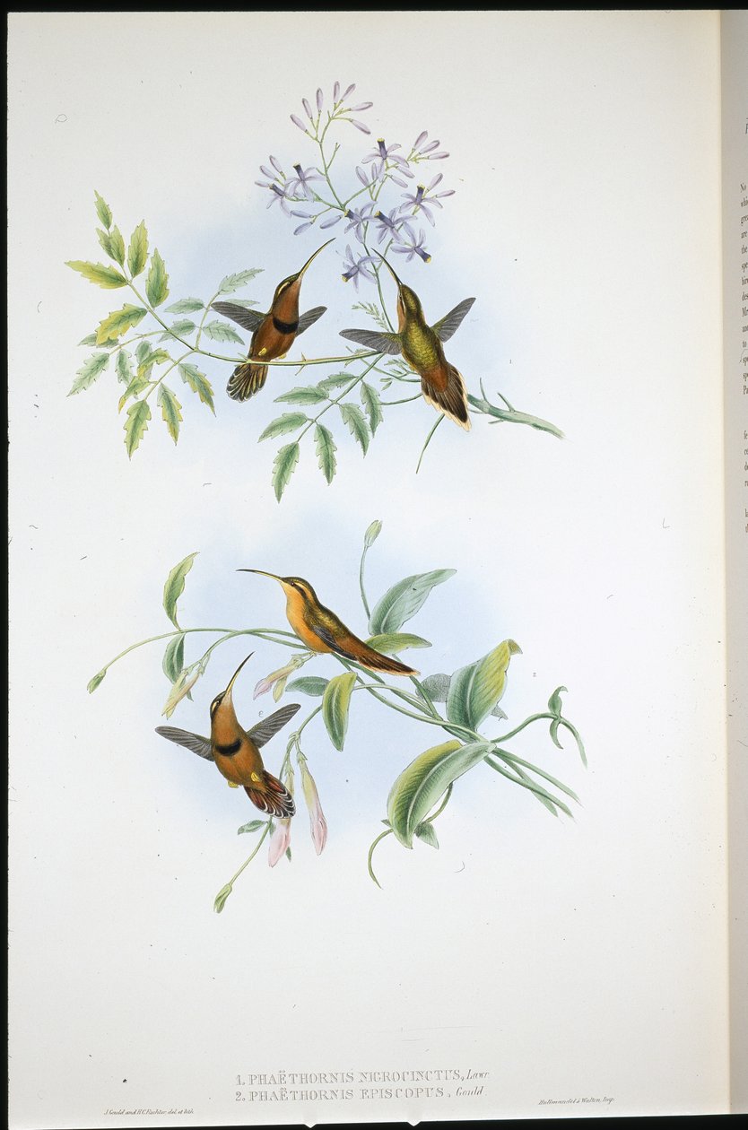 Belted Hermit (Phoethorn