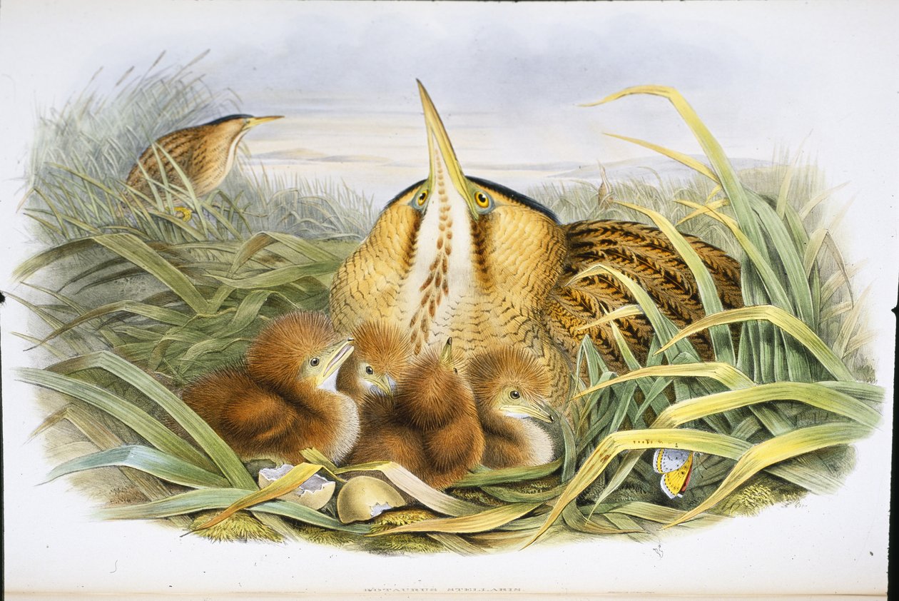 Bittern (Botaurus Stellaris) (ručně barvené litho) od John (after) Gould