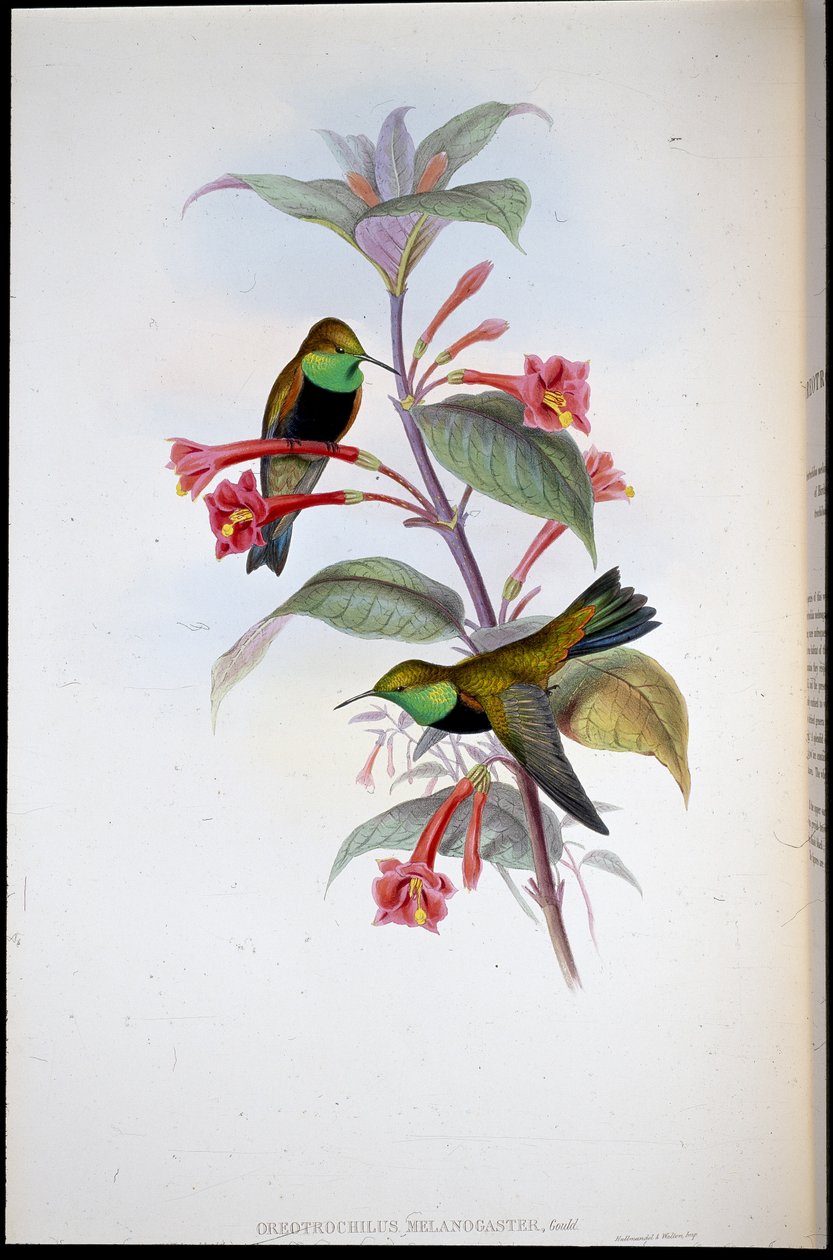 Hvězda černoprsá (Oreotrochilus Melanogaster) (ručně barvené lito) od John (after) Gould