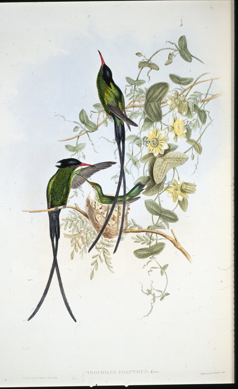 Kolibřík černotemenný (Trochilus polytmus) (ručně barvený litho) od John (after) Gould