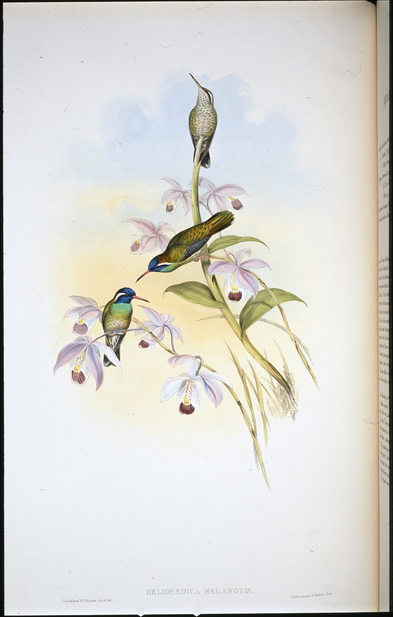 Kolibřík černý (Heliopaedica Melanotis) (ručně barvený litho) od John (after) Gould