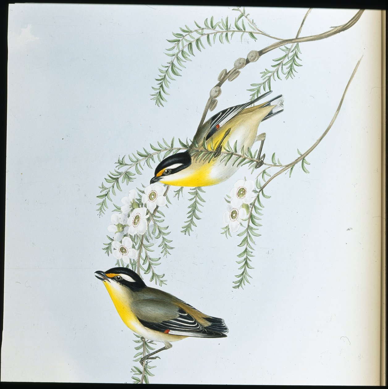 Pardalot černohlavý (Pardalotus Melanocephalus) (ručně barvené litho) od John (after) Gould