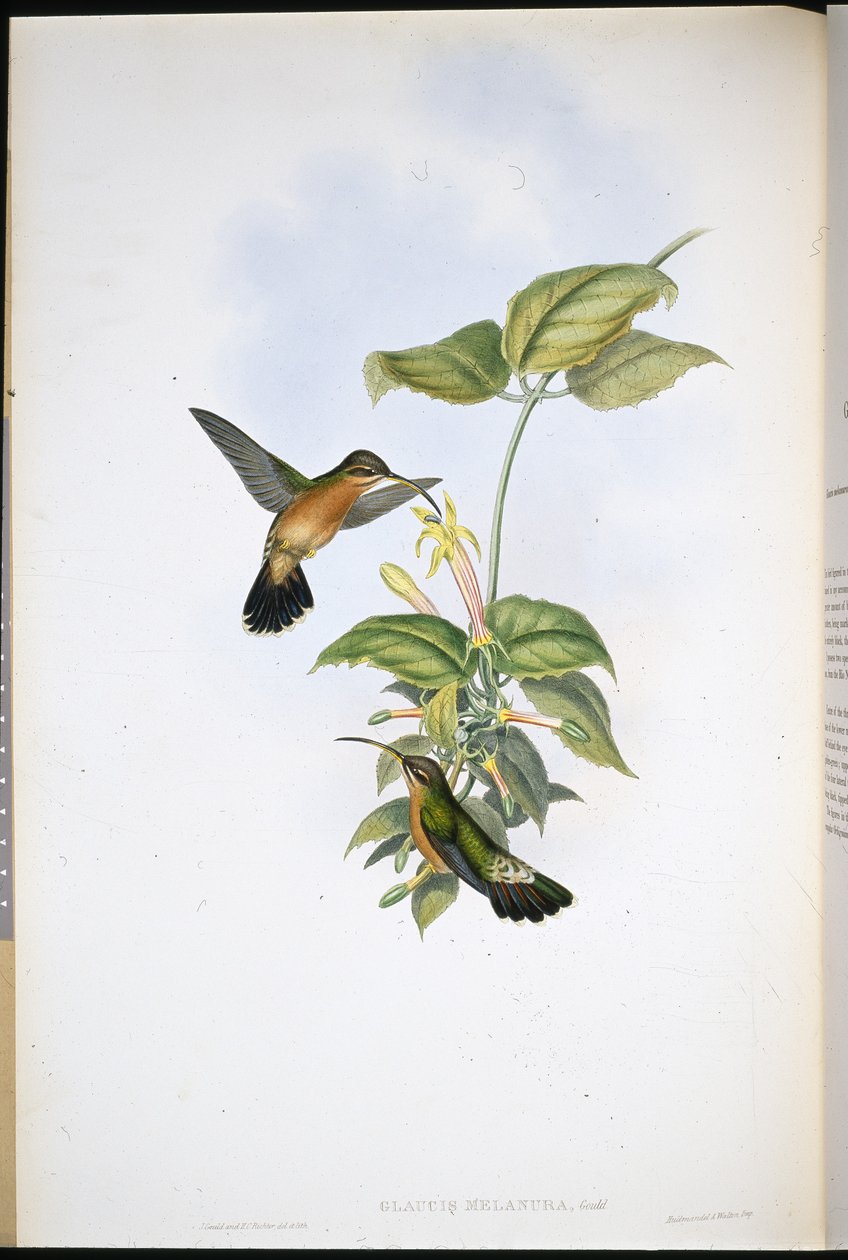 Poustevník černoocasý (Glaucis Melanura) (ručně barvené lito) od John (after) Gould