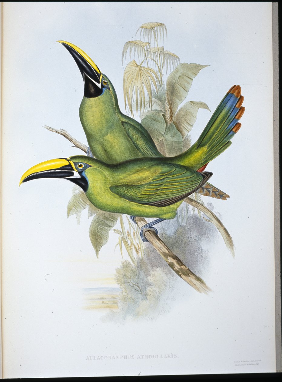 Tukan černohrdlý (Aulacoramphus Atrogularis) (ručně barvený litho) od John (after) Gould