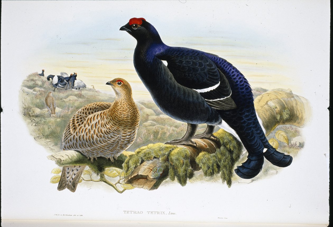Blackcock (Tetrao Tetrix) (ručně barvené lito) od John (after) Gould