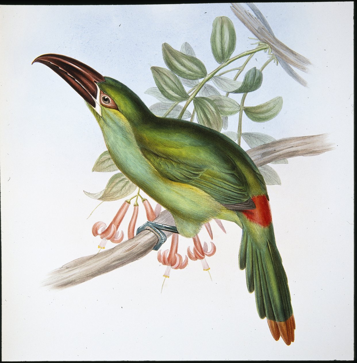 Tukan krvavý (Aulacoramphus Haematopygius) (ručně barvené lito) od John (after) Gould