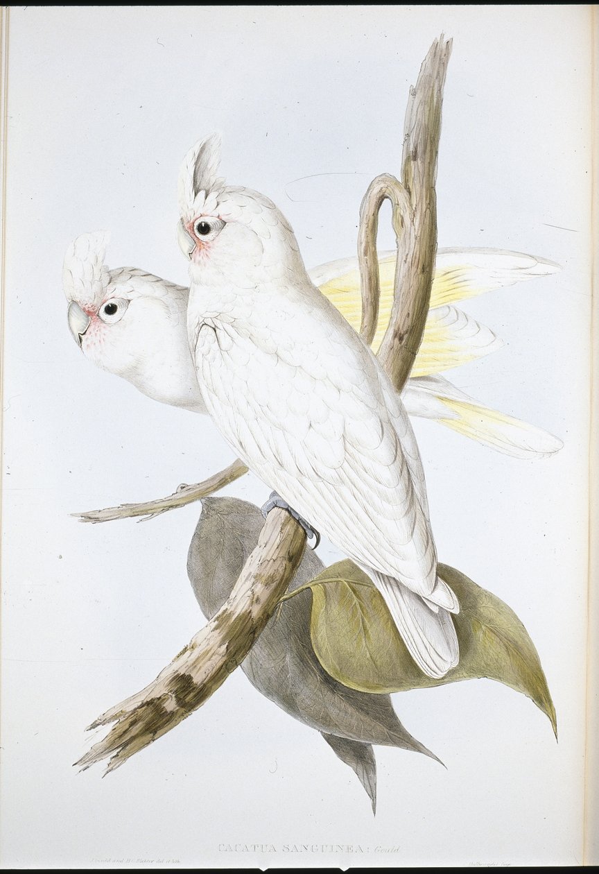 Kakadu krví potřísněný (Cacatua Sanguinea) (ručně barvené lito) od John (after) Gould