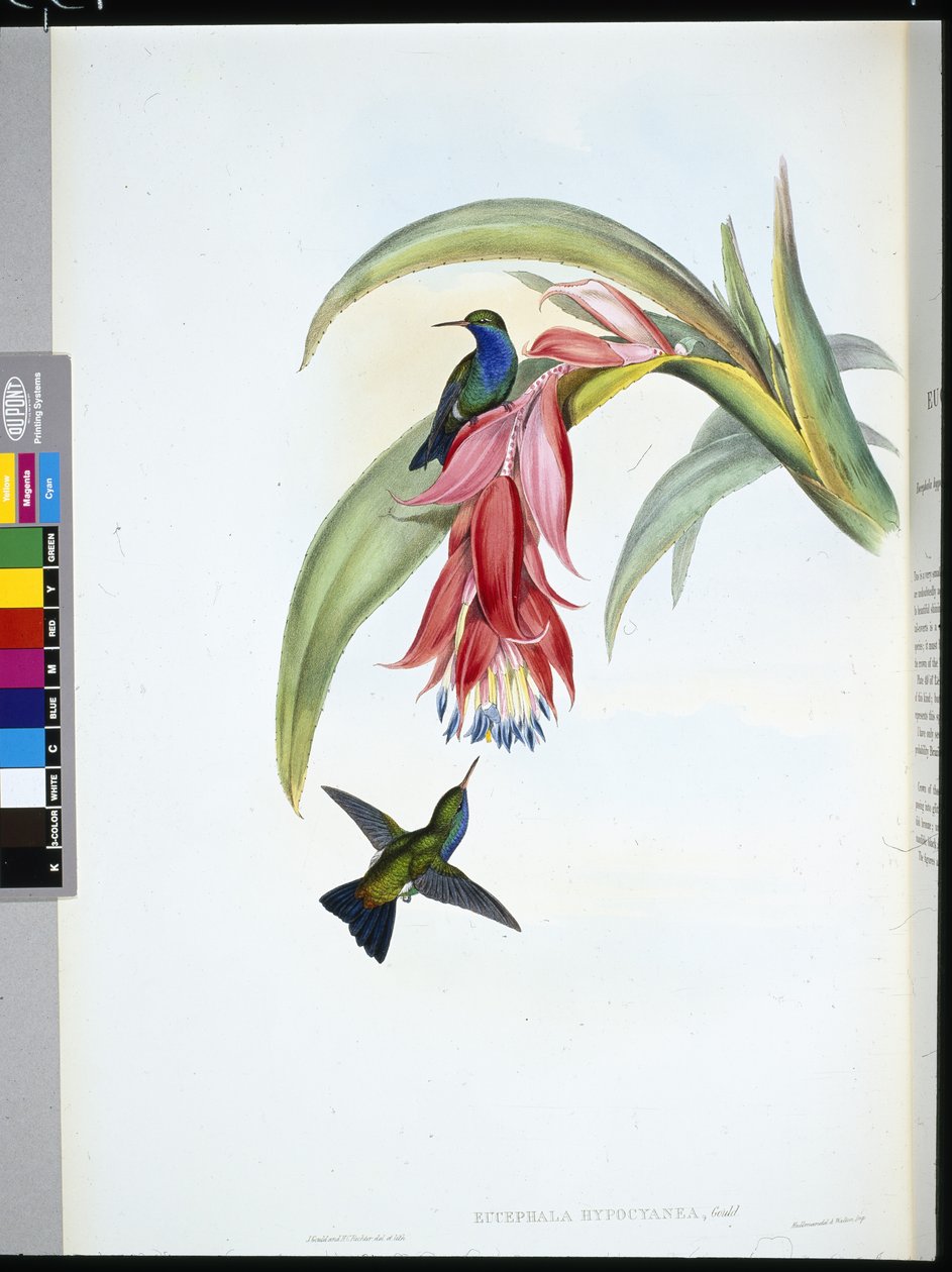 Safír modroprsý (Eucephala Hypocyanea) (ručně barvený litho) od John (after) Gould