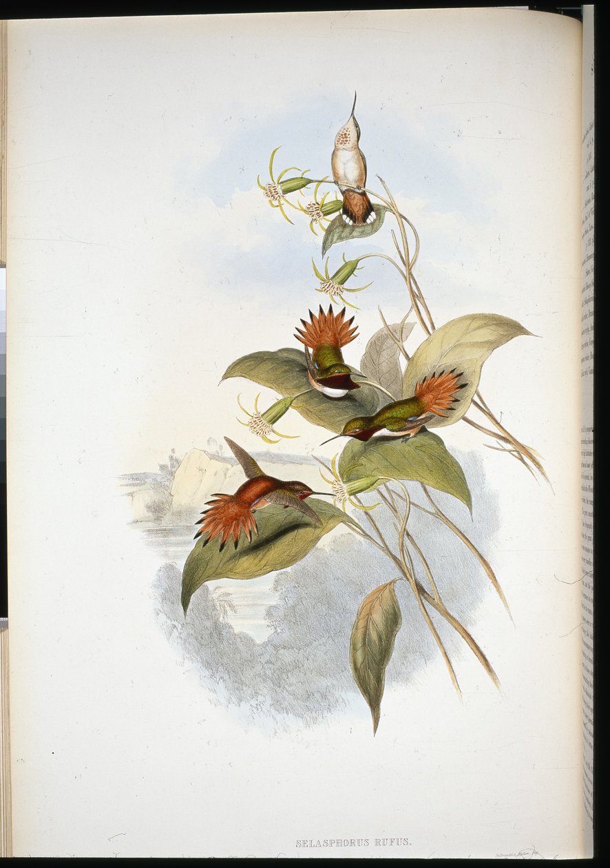 Safír modrohlavý (eucephala grayi) (ručně barvený litho) od John (after) Gould
