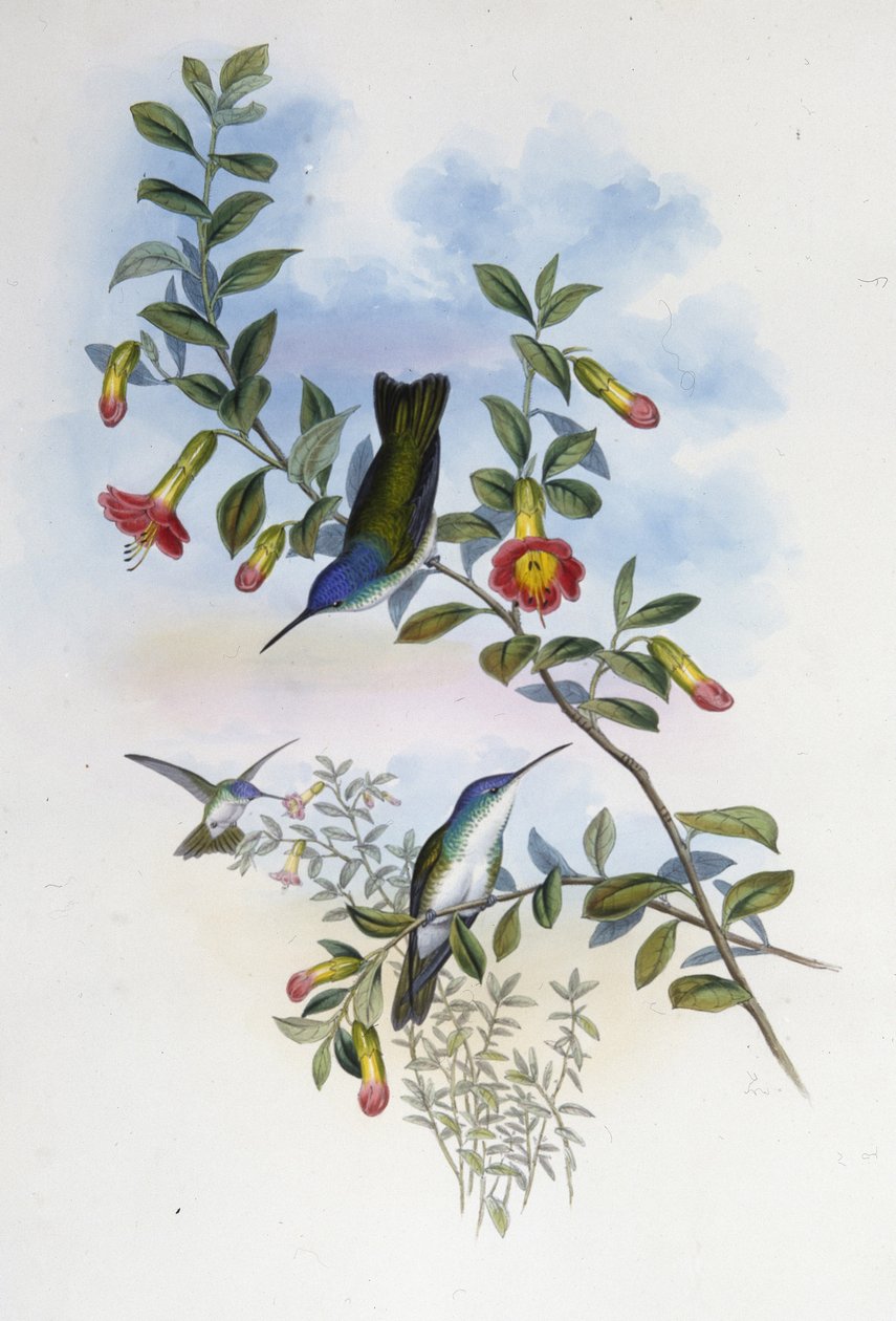 Azurová koruna modrokrká (Cyanomyia Cyanocollis) (ručně barvené litho) od John (after) Gould