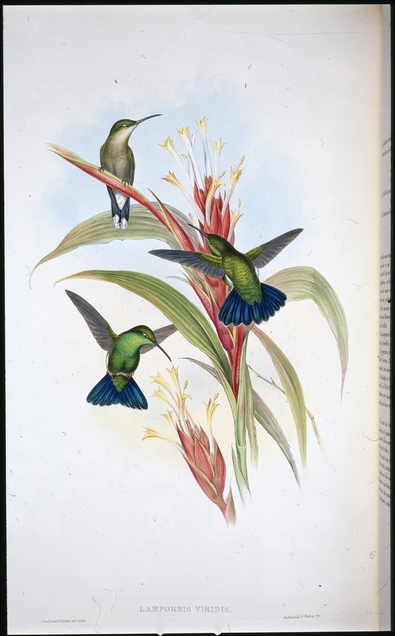 Kolibřík mangový modroocasý (Lampornis Viridis) (ručně barvený litho) od John (after) Gould
