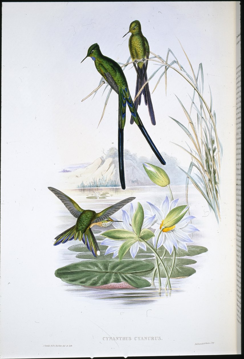 Sylph modroocasý (Cynanthus Cyanurus) (ručně barvený litho) od John (after) Gould