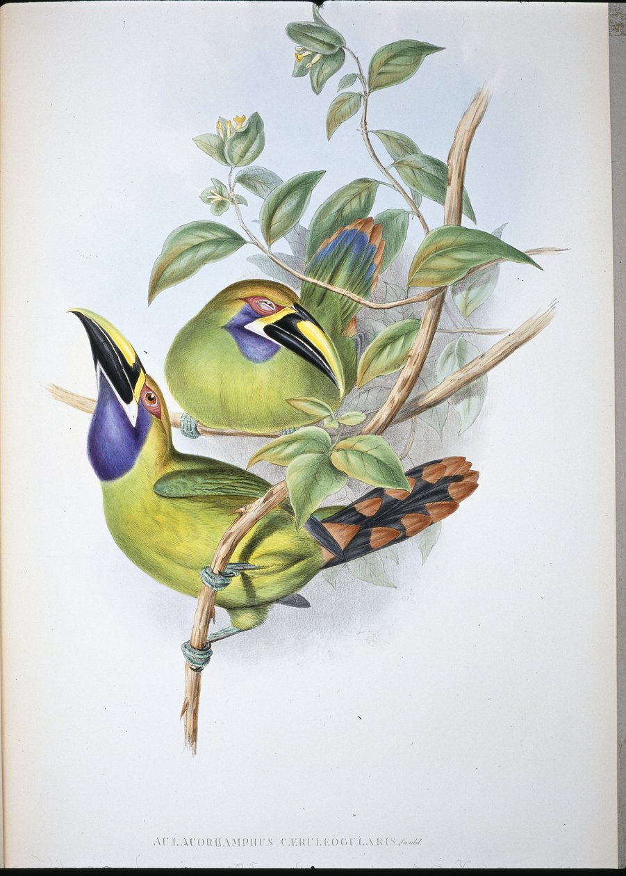 Tukan modrohrdlý (Aulacoramphus Caeruleogularis) (ručně barvený litho) od John (after) Gould