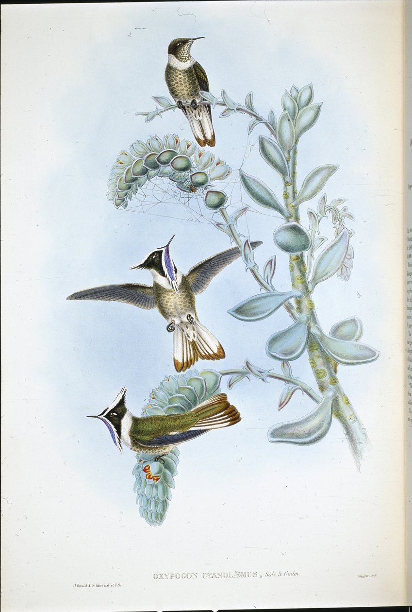 Hlemte Crest modrohrdlý (Oxypogon Cyanolaemus) (ručně barvené lito) od John (after) Gould