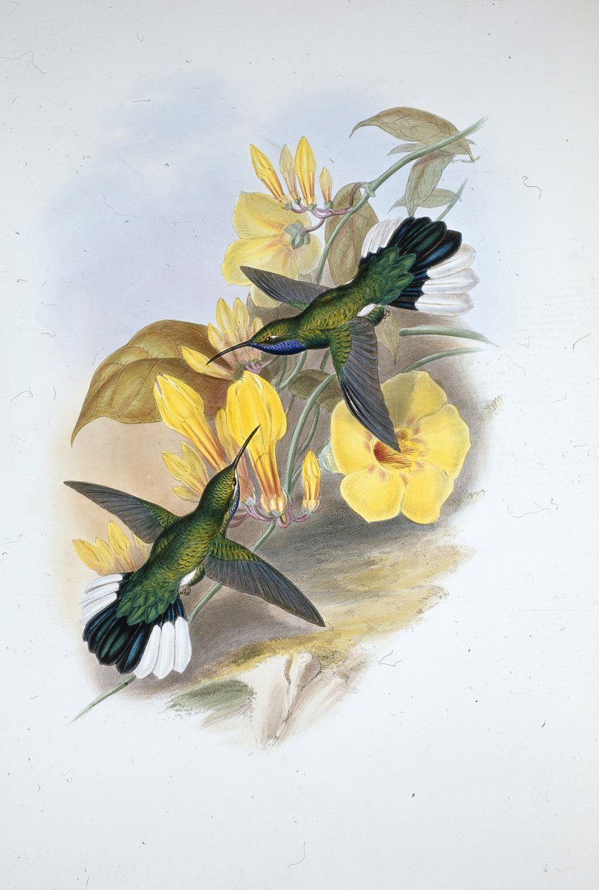 Šavlokřídlo modrokrké (Campylopterus Ensipennis) (ručně barvené lito) od John (after) Gould