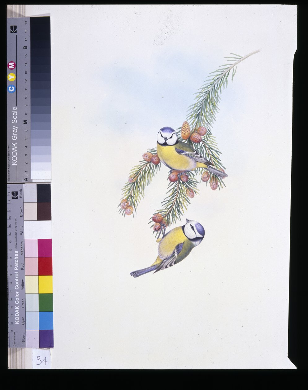 Sýkora modřinka (Parus Caeruleus) (ručně barvené lito) od John (after) Gould