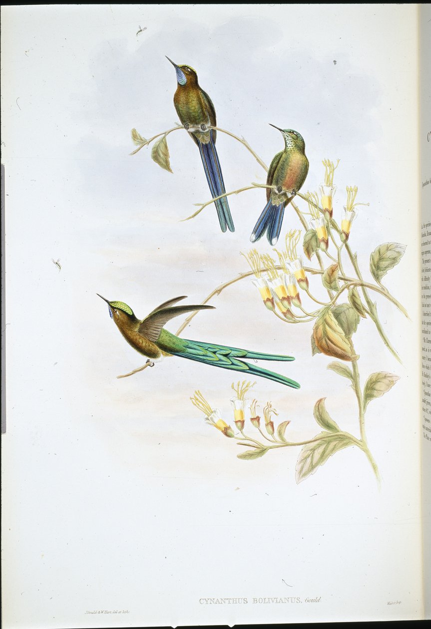 Bolivijský Sylph (Cynanthus Bolivianus) (ručně kolorovaný litho) od John (after) Gould