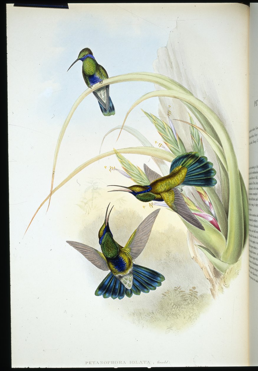 Bolivijská violka (Petasophora Iolata) (ručně barvená litho) od John (after) Gould
