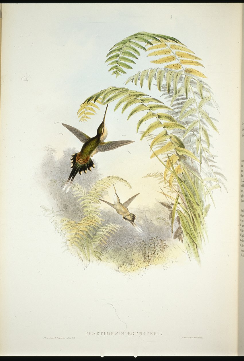 Bourcierův poustevník (Phaethornis Bourcieri) (ručně kolorovaný lito) od John (after) Gould