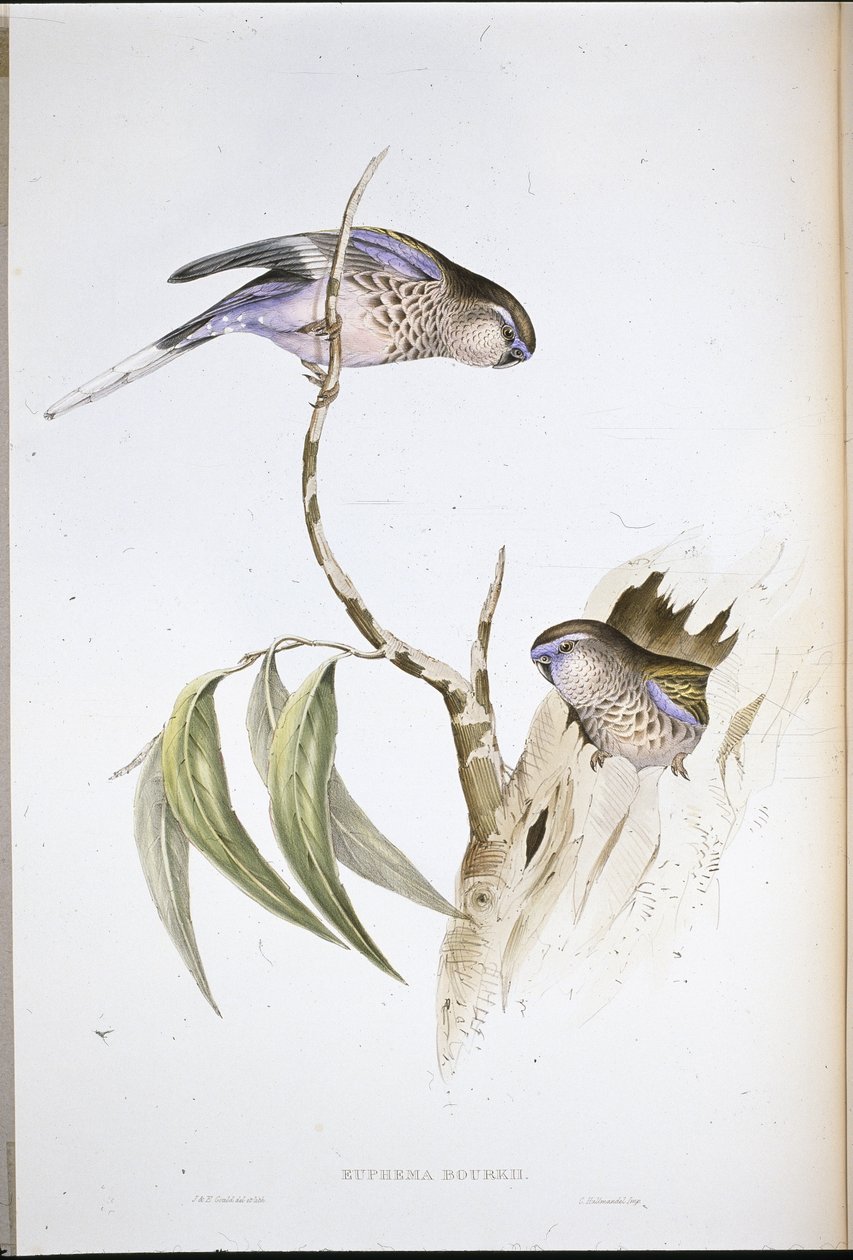 Andulka Bourkeova (Euphema Bourkii) (ručně barvená lito) od John (after) Gould