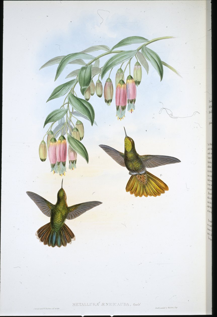 Brassy Tail (Metallura Aeneicauda) (ručně barvené lito) od John (after) Gould