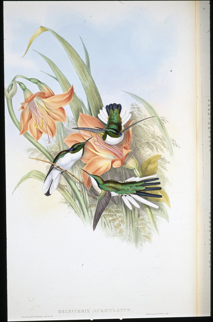 Brazilská víla (Heliothrix Auriculatus) (ručně barvené lito) od John (after) Gould