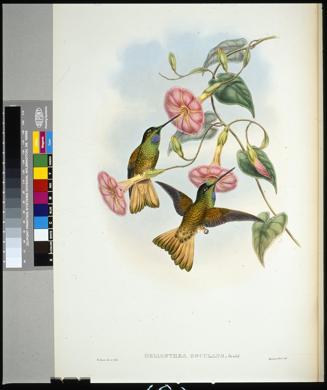 Buff-tailed Star-frontlet (helianthea osculans) (ručně barvené litho) od John (after) Gould