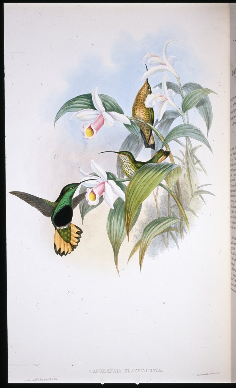 Velvet-breast (Lafresnaya Flavicaudata) (ručně barvené litho) od John (after) Gould