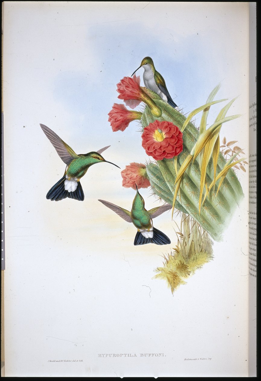 Buffonův plumeleteer (Hypuroptila Buffoni) (ručně barvené lito) od John (after) Gould