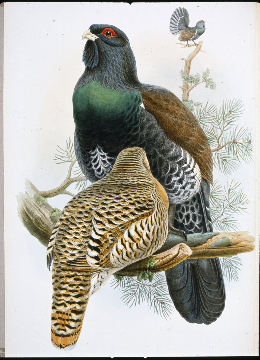 Tetřev hlušec (Tetrao Urogallus) (ručně barvené lito) od John (after) Gould