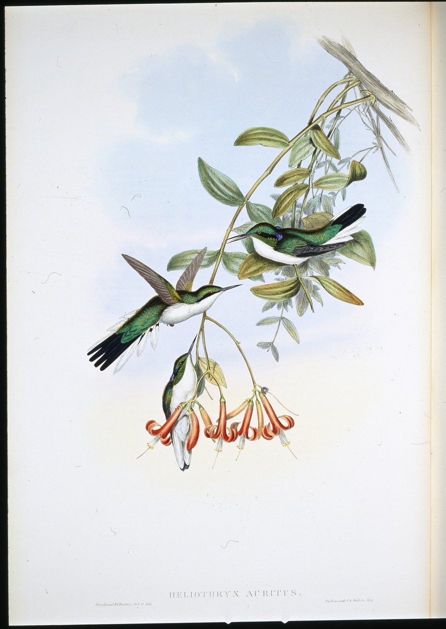 Víla kajeputka (Heliothryx Auritus) (ručně kolorovaná litografie) od John (after) Gould