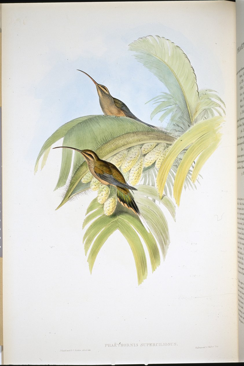 Cayenne Hermit (Phaethornis Superciliosus) (ručně barvené lito) od John (after) Gould