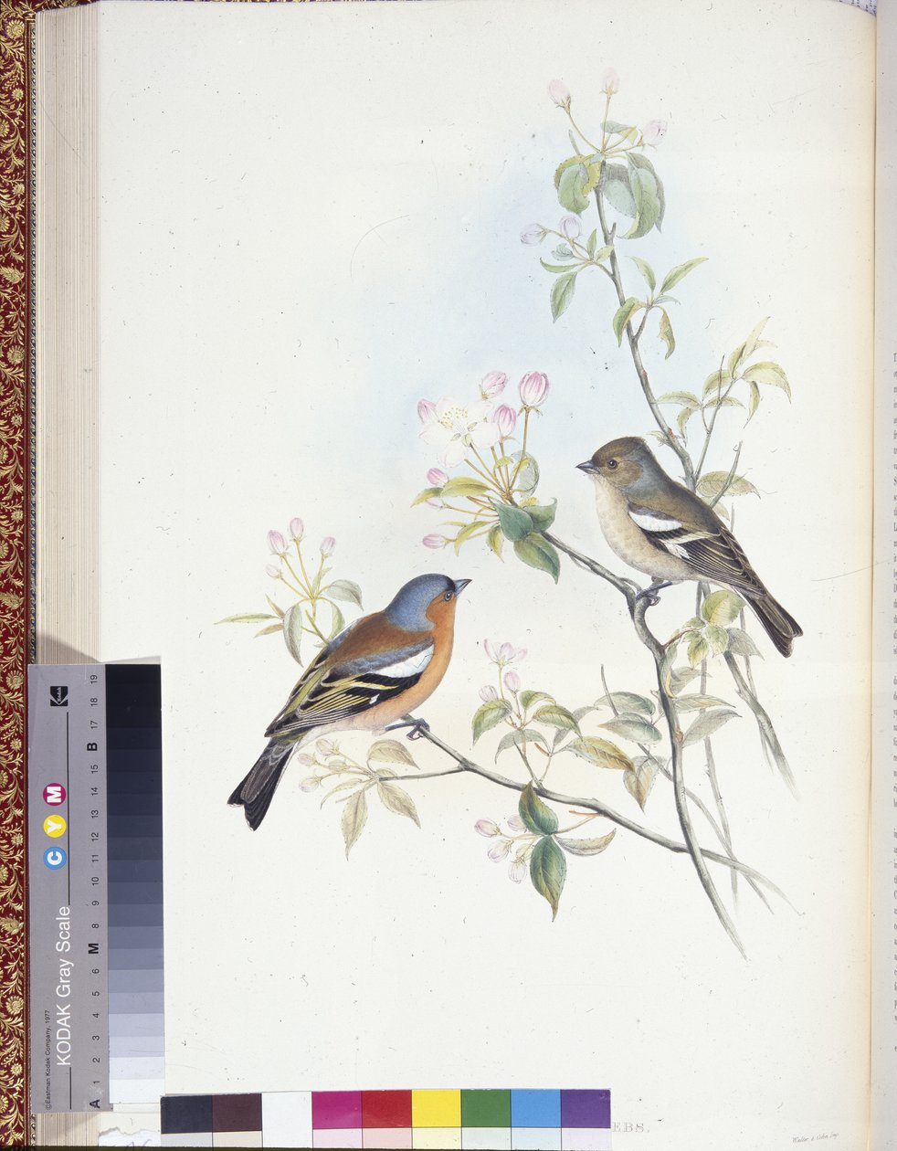 Pěnkava (Fringilla Caelebs) (ručně zbarvené členy) od John (after) Gould
