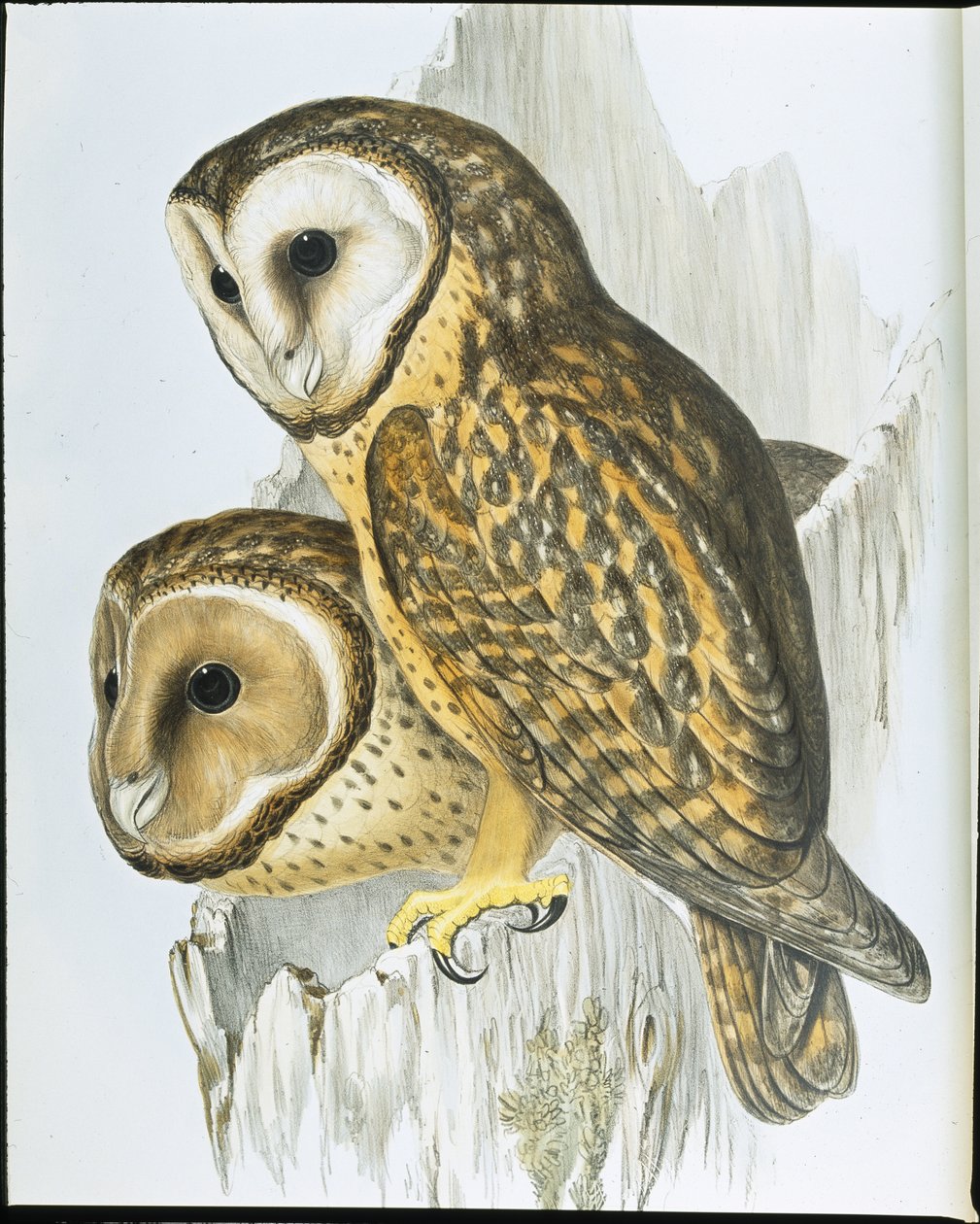 Puštík obecný (Strix Castanops) (ručně kolorovaná litografie) od John (after) Gould