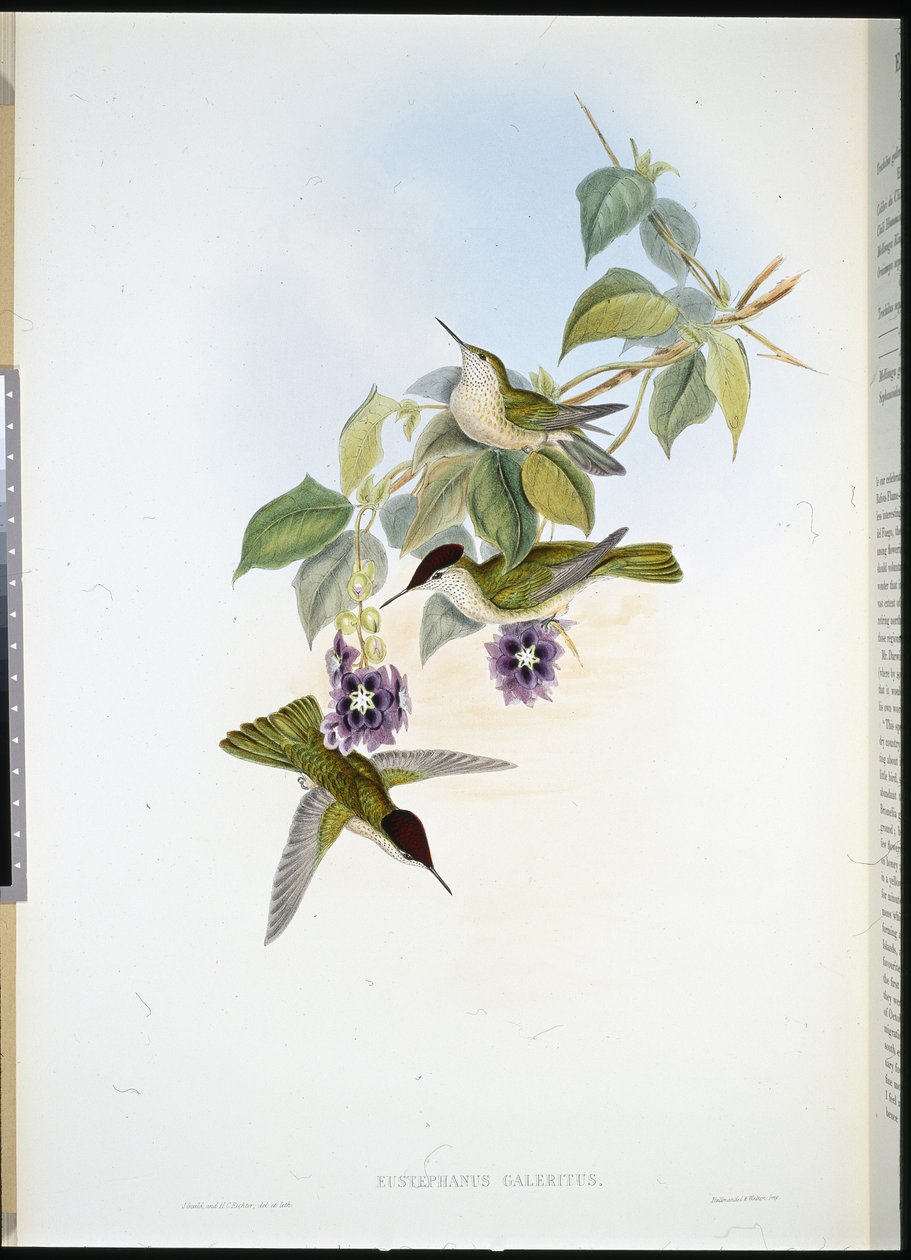 Koruna chilská (Eustephanus Galeritus) (ručně barvené lito) od John (after) Gould