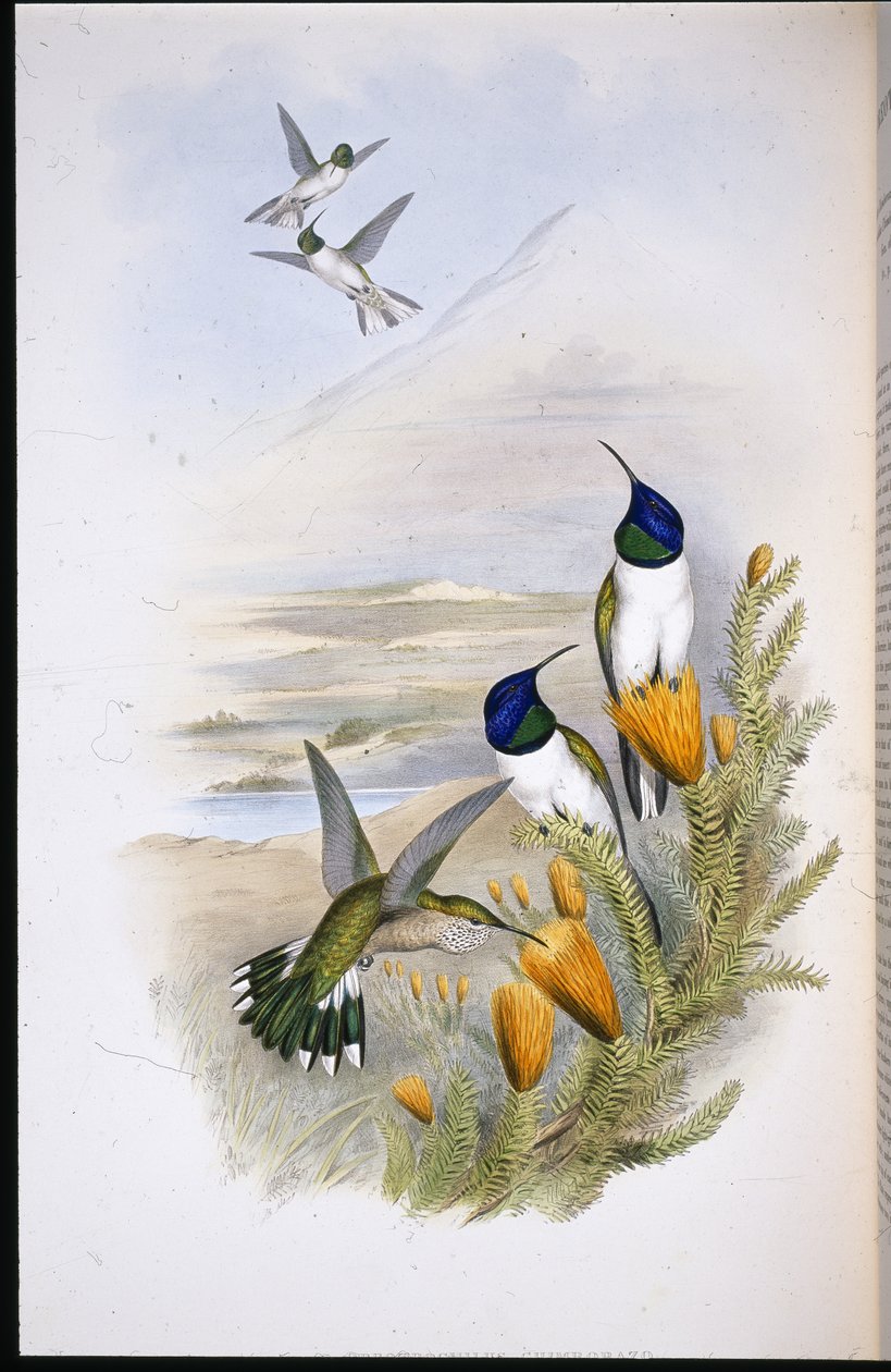Chimobrazian Hill-Star (Oreotrochilus Chimborazo) (ručně barvené lito) od John (after) Gould