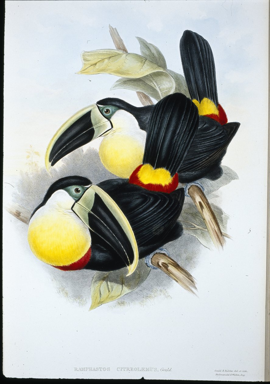 Tukan citronový (Ramphastos Citreolaemus) (ručně barvené litho) od John (after) Gould