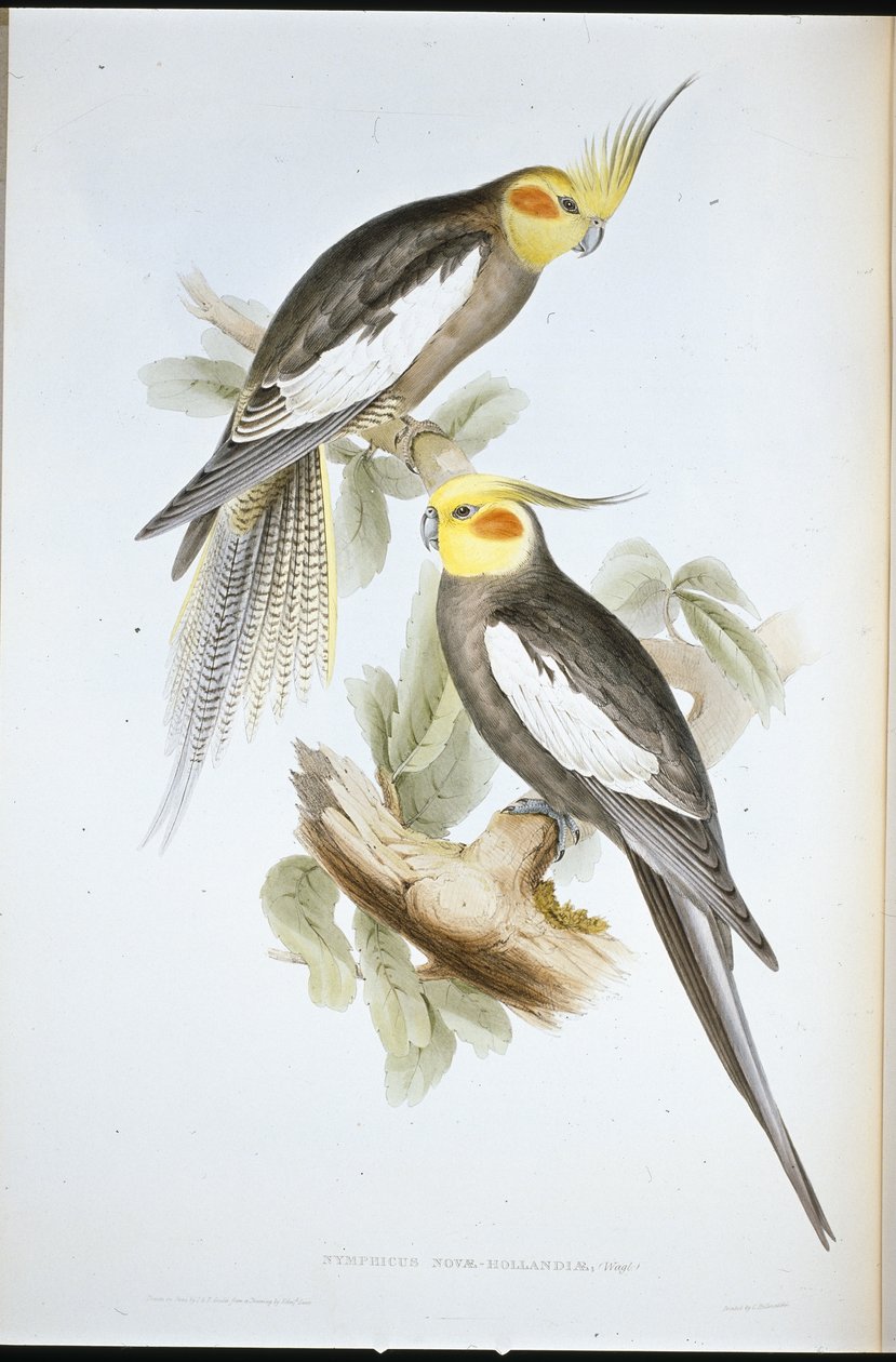 Papoušek kakadu (New Holland Nymph) (ručně barvené litho) od John (after) Gould