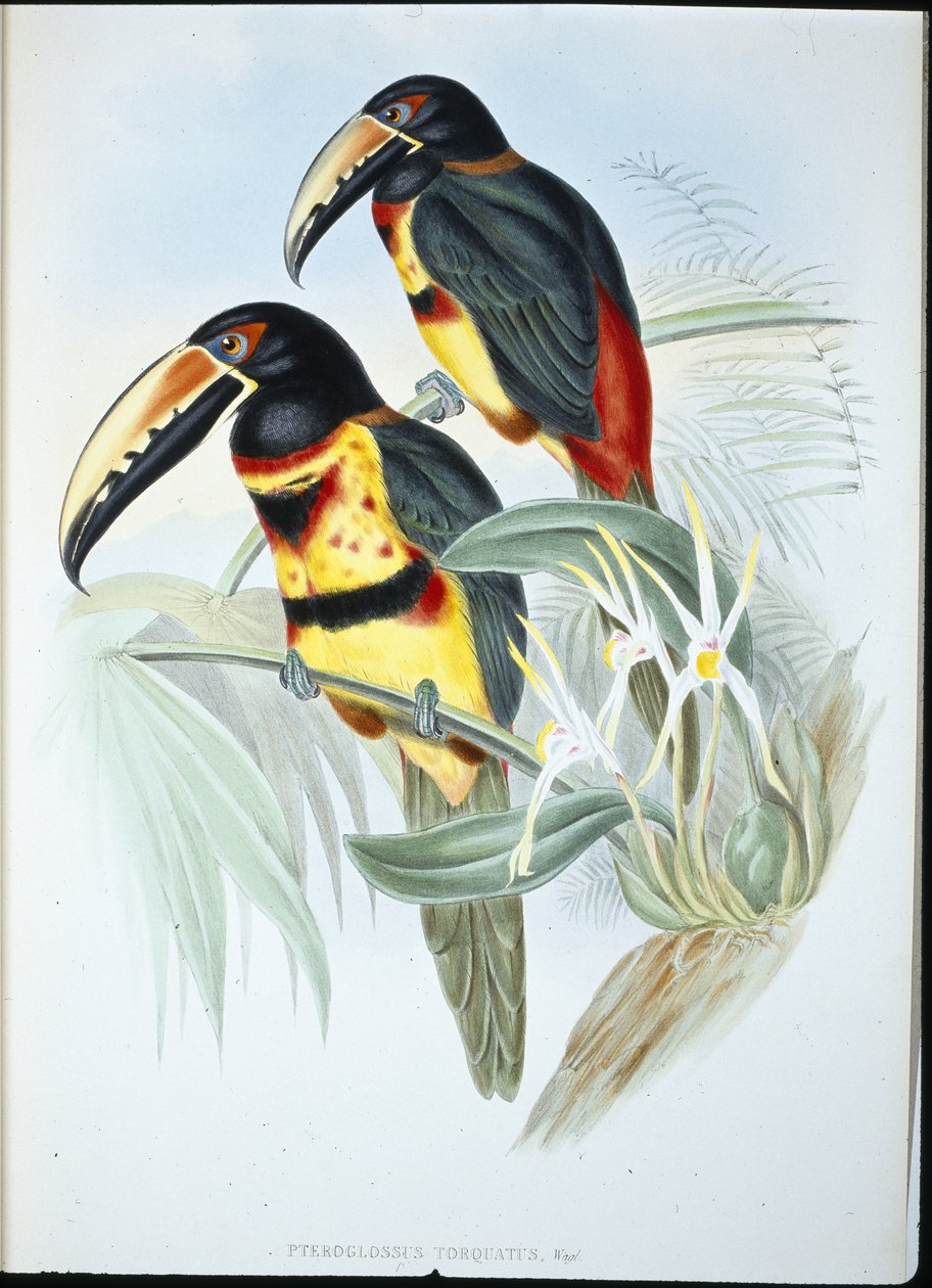 Aracari II (Pteroglossus Torquatus) (ručně barvený litho) od John (after) Gould