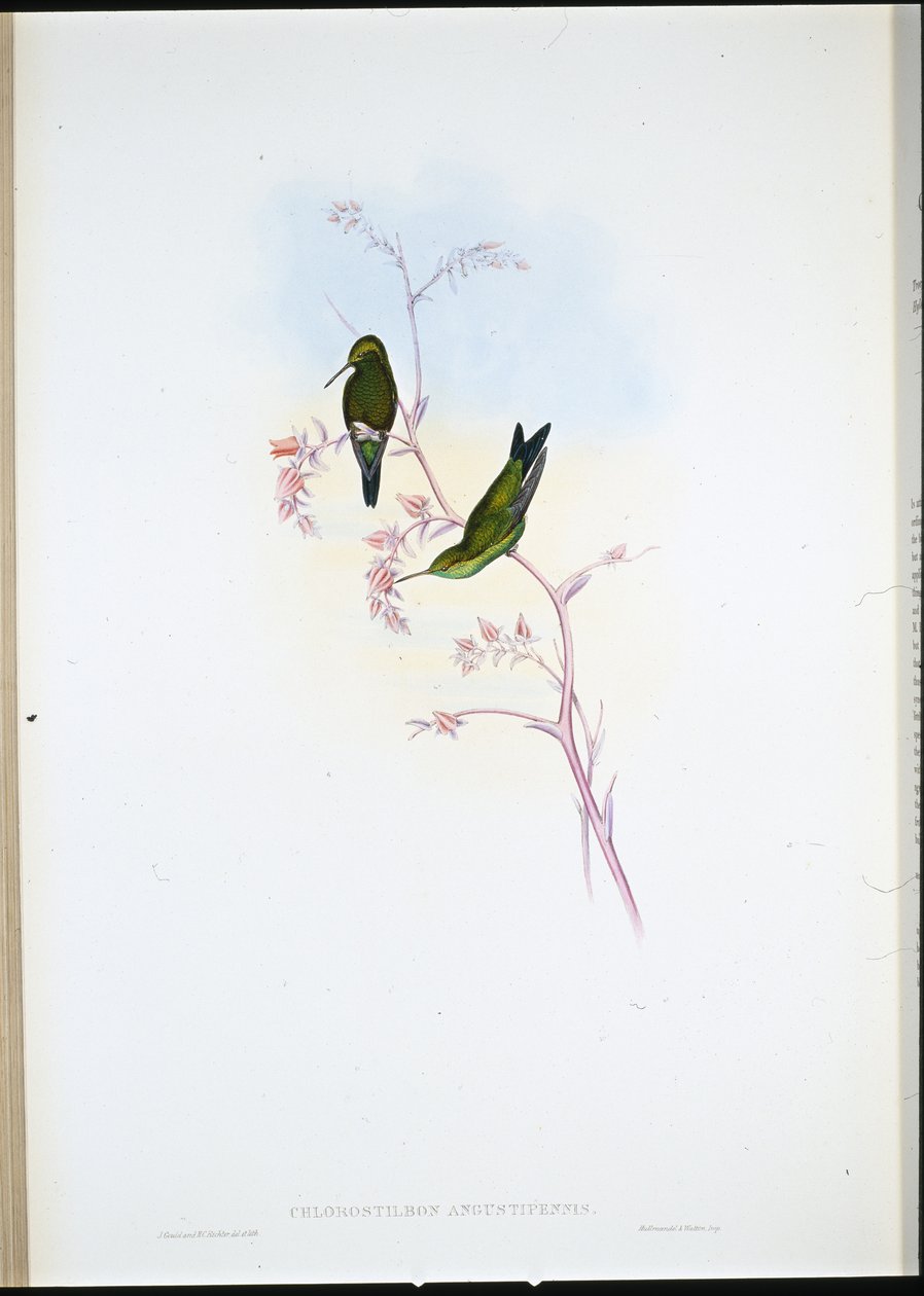 Kolumbijský smaragd (Chlorostilbon Angustipennis) (ručně barvené lito) od John (after) Gould