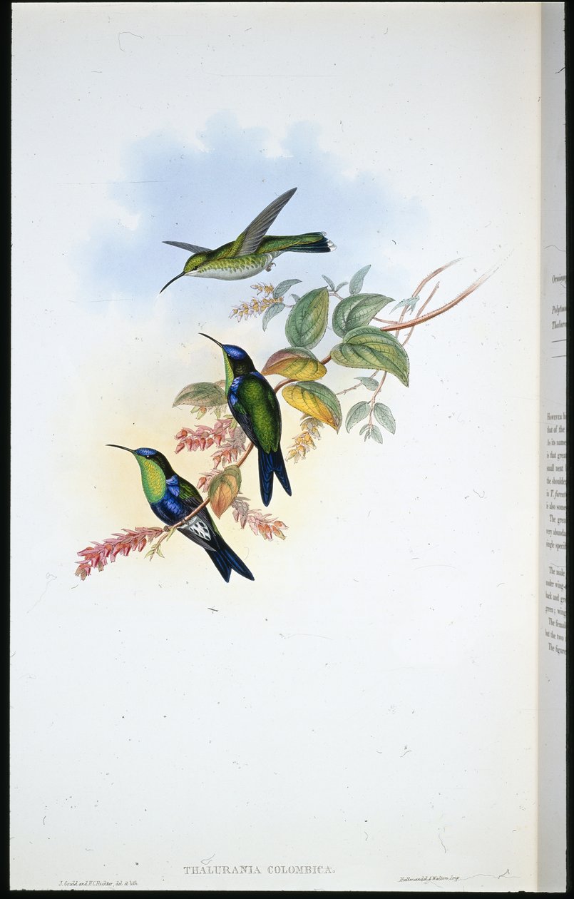 kolumbijské panoplites / coulmbijské lesní nymfy (Thalurania Colombica) (ručně barvené lito) od John (after) Gould