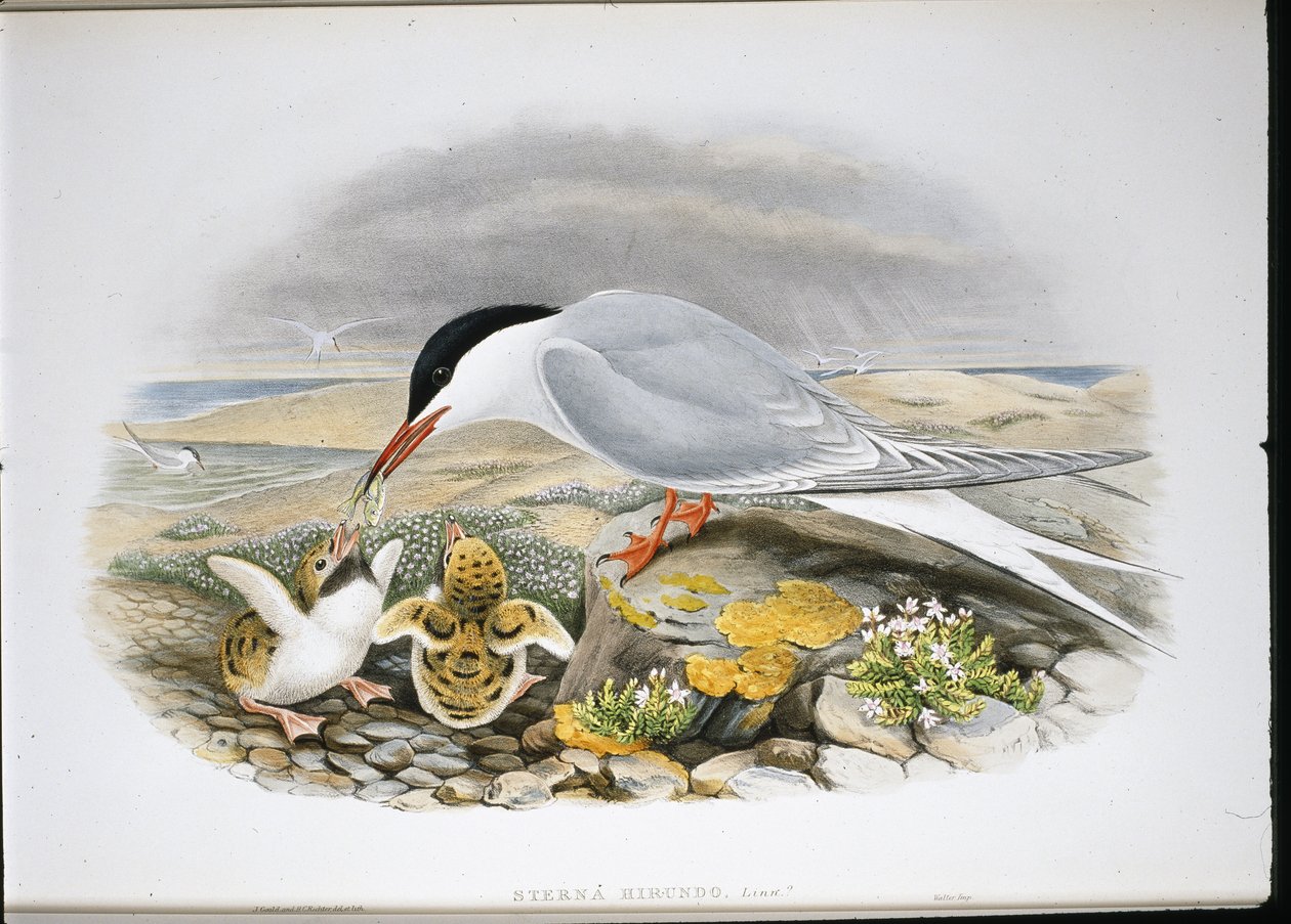 Rybák obecný (Stera Hirundo) (ručně barvené litho) od John (after) Gould
