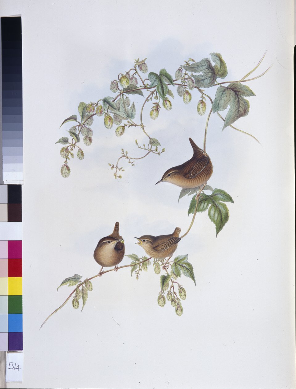 Střízlík obecný (Troglodytes Europeus) (ručně barvené lito) od John (after) Gould