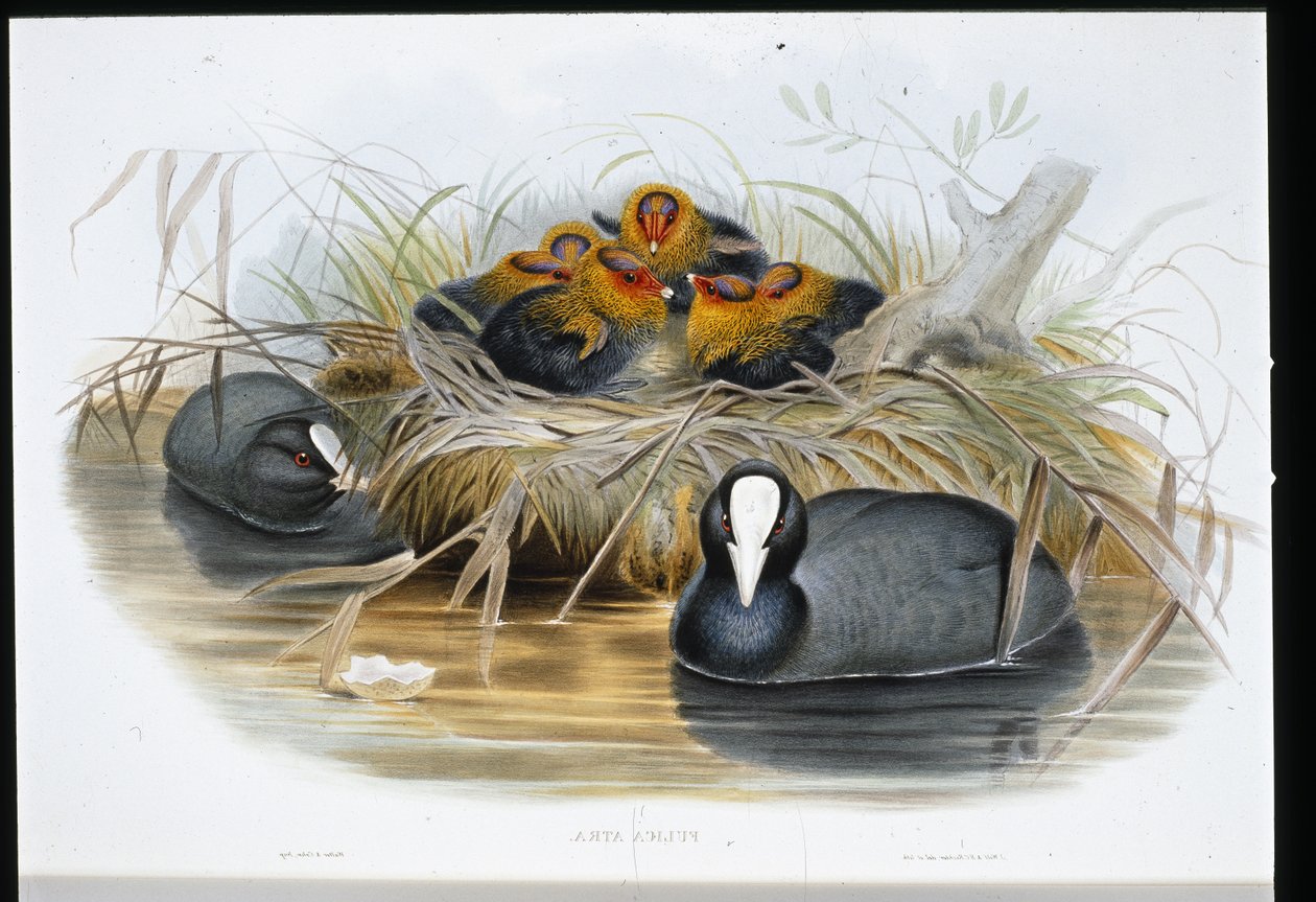 Lyska (Fulica Atra) (ručně barvená lito) od John (after) Gould
