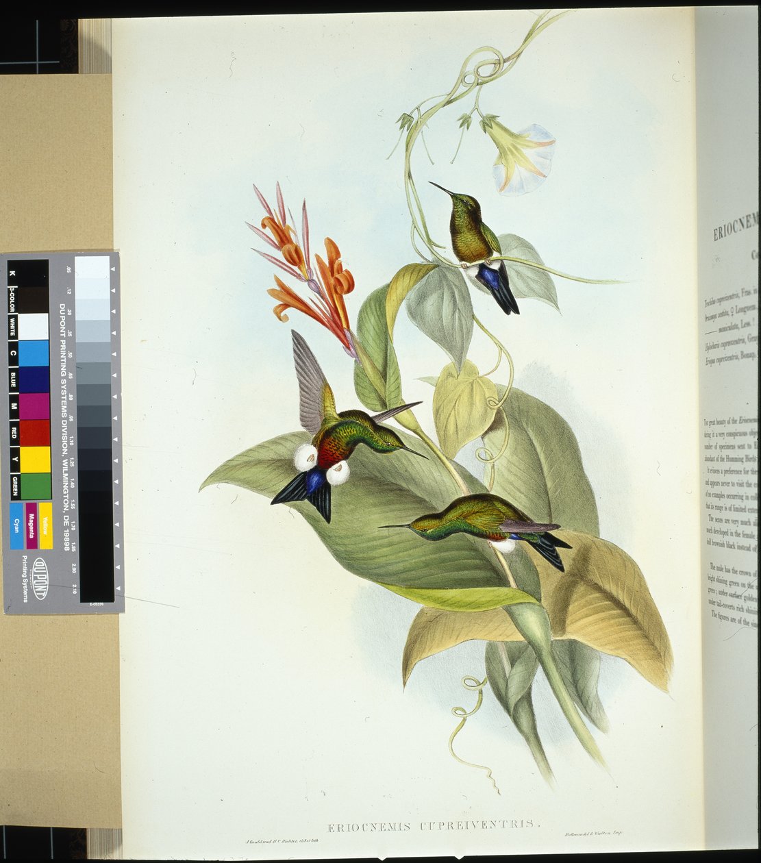 Puff stehýnka měděná (eriocnemis cupreiventris) (ručně barvená lito) od John (after) Gould