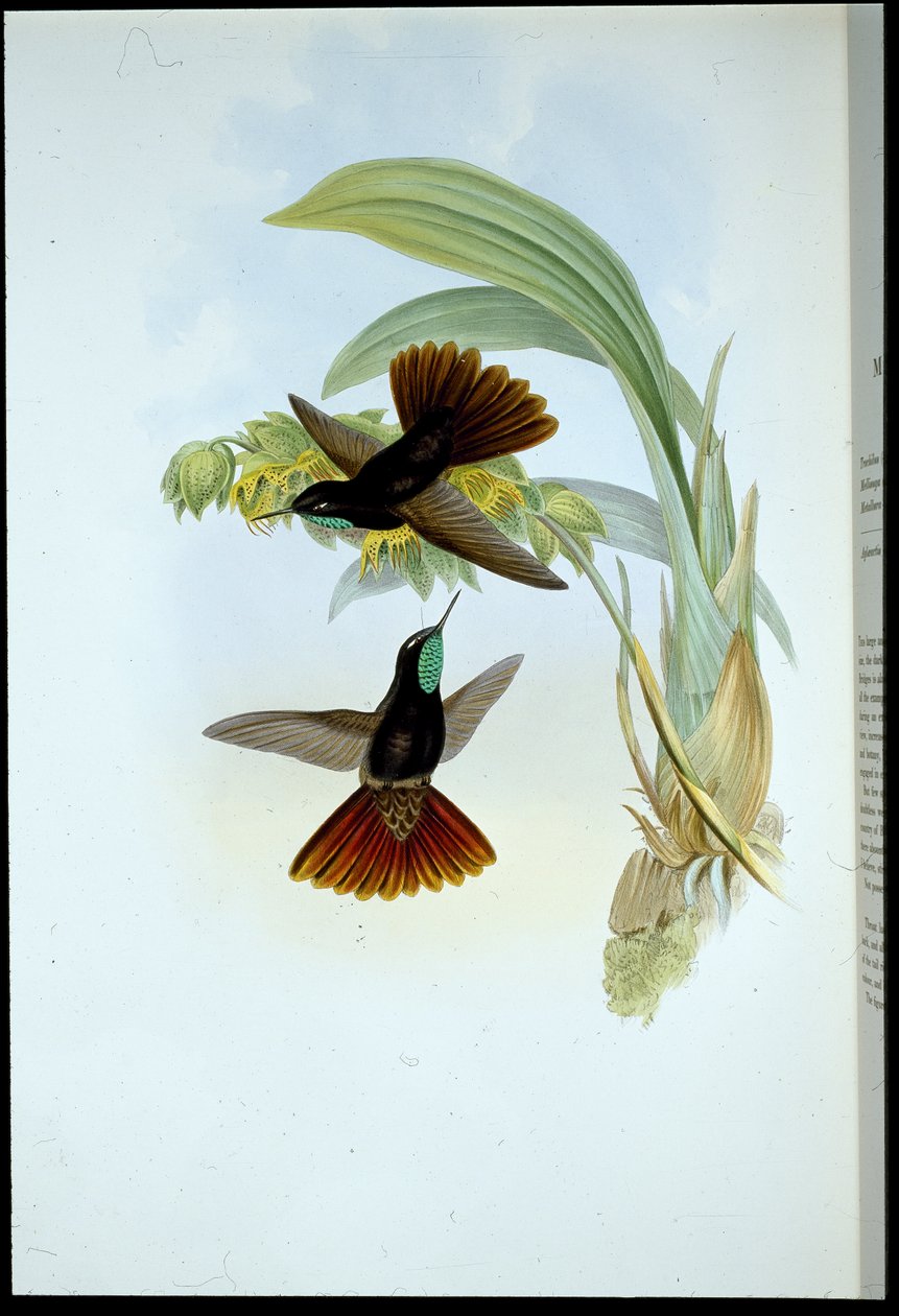 Měděný ocas (Metallura Cupreicauda) (ručně barvený litho) od John (after) Gould