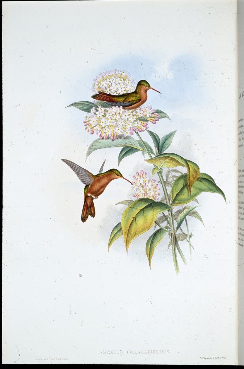 Amazilia korálozobá (Amazilia Corallirostris) (ručně barvené litho) od John (after) Gould
