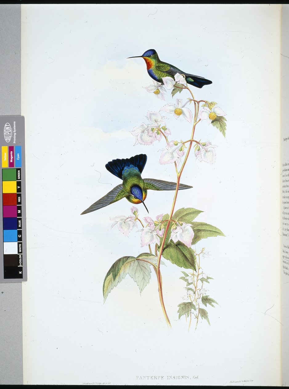 Kolibřík kostarický (Panterpeinsignis) (ručně kolorovaný litho) od John (after) Gould